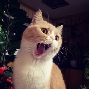 操逼摸大奶子视频
